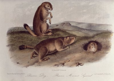 来自&39;北美四足动物&39;的草原犬鼠，1842-5，（石版画） 作者 约翰·詹姆斯·奥杜邦