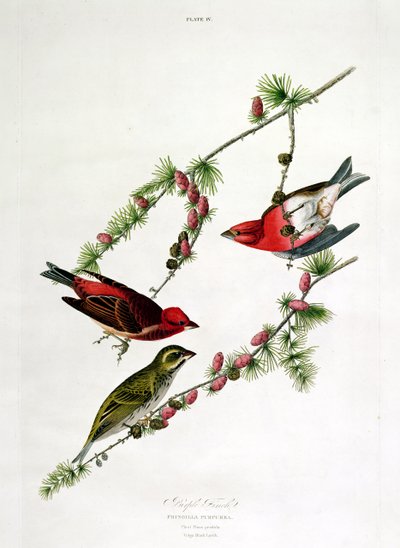 紫色芬奇，来自&39;美国鸟&39;，由William Home（1788-1859）刻 作者 约翰·詹姆斯·奥杜邦
