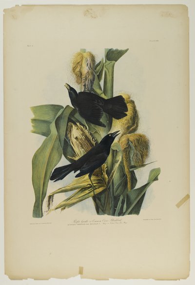 Purple Grackle或Common Crow Blackbird，由Julien Bien印制，由Roe Lockwood＆Son出版，1861年（彩色石版画） 作者 约翰·詹姆斯·奥杜邦