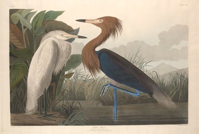 紫鹭，1835年 作者 约翰·詹姆斯·奥杜邦