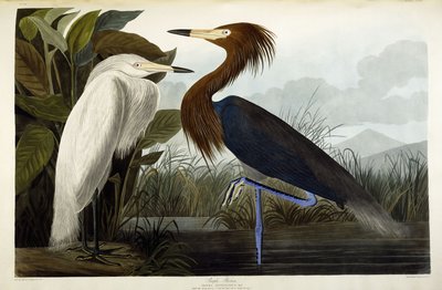 紫鹭，约1835年 作者 约翰·詹姆斯·奥杜邦