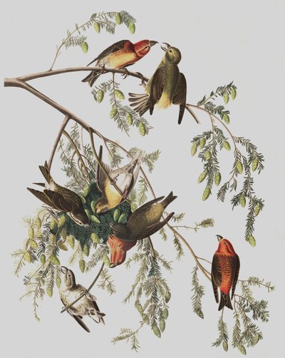 Red Crossbill，Loxia Curvirostra，来自John The Audubon，酒吧的“The Birds of America”。 1827年至1838年 作者 约翰·詹姆斯·奥杜邦