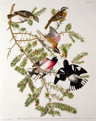 来自“美国鸟类”的玫瑰胸Grosbeak，由Robert Havell（1793-1878）雕刻而成 作者 约翰·詹姆斯·奥杜邦