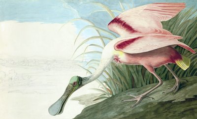 Roseate Spoonbill，Platalea Ajaja，来自John J. Audubon，酒吧的“The Birds of America”。 1827年至1838年 作者 约翰·詹姆斯·奥杜邦