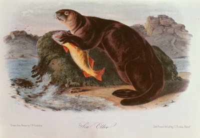 来自北美四足动物的海獭（1842-5） 作者 约翰·詹姆斯·奥杜邦