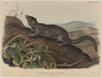 Spermophilus Macrourus（大尾松鼠） 作者 约翰·詹姆斯·奥杜邦