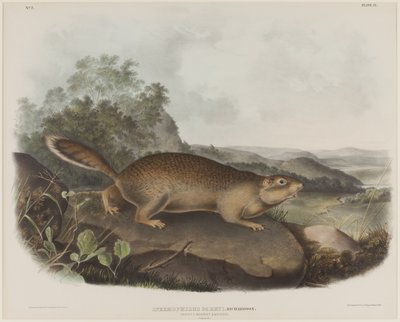 Spermophilus Parry（帕里的土拨鼠松鼠） 作者 约翰·詹姆斯·奥杜邦
