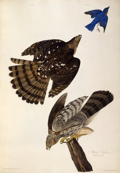 斯坦利·霍克斯（Stanley Hawks）。摘自《美国鸟类》，1827-1838年。 作者 约翰·詹姆斯·奥杜邦