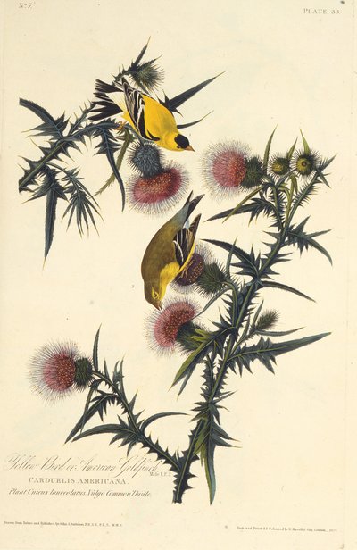 美国金翅雀。摘自《美国鸟类》，1827-1838年。 作者 约翰·詹姆斯·奥杜邦