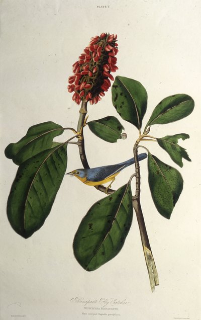 加拿大莺。摘自《美国鸟类》，1827-1838年。 作者 约翰·詹姆斯·奥杜邦
