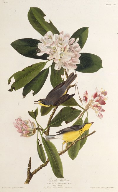 加拿大莺。摘自《美国鸟类》，1827-1838年。 作者 约翰·詹姆斯·奥杜邦