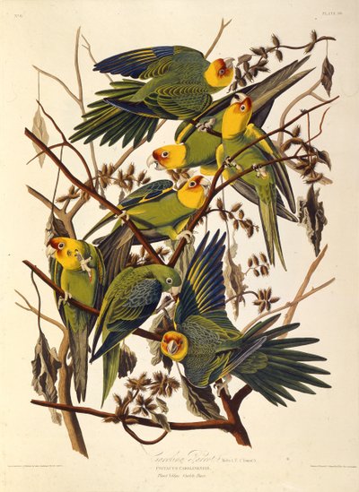 卡罗来纳州的长尾小鹦鹉，《美国鸟类》，1827-1838年。 作者 约翰·詹姆斯·奥杜邦