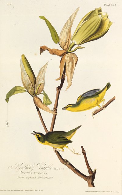 肯塔基莺。摘自《美国鸟类》，1827-1838年。 作者 约翰·詹姆斯·奥杜邦
