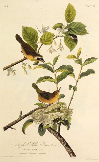 马里兰黄喉。摘自《美国鸟类》，1827-1838年。 作者 约翰·詹姆斯·奥杜邦