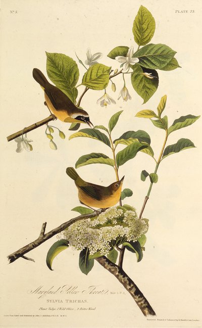 马里兰黄喉。摘自《美国鸟类》，1827-1838年。 作者 约翰·詹姆斯·奥杜邦