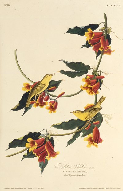 拉瑟伯恩莺。摘自《美国鸟类》，1827-1838年。 作者 约翰·詹姆斯·奥杜邦