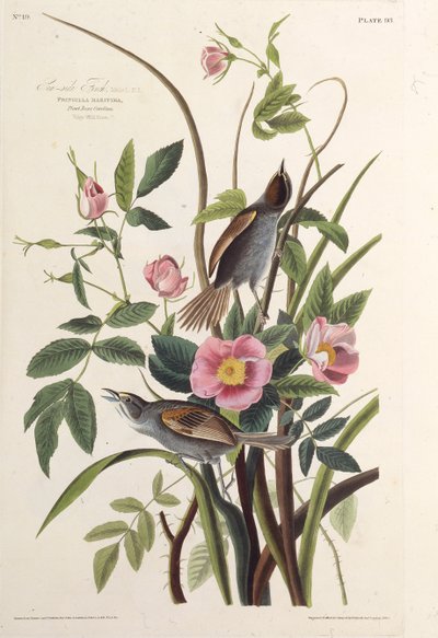 海边雀科。摘自《美国鸟类》，1827-1838年。 作者 John James Audubon