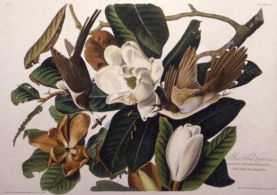 黑嘴杜鹃。摘自《美国鸟类》，1827-1838年。 作者 John James Audubon