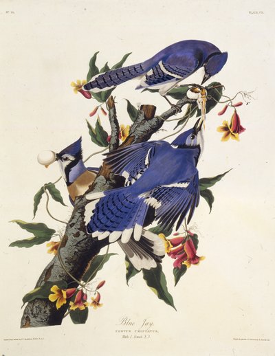 蓝鸟。摘自《美国鸟类》，1827-1838年。 作者 约翰·詹姆斯·奥杜邦