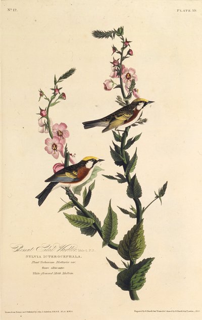 栗侧莺。摘自《美国鸟类》，1827-1838年。 作者 约翰·詹姆斯·奥杜邦