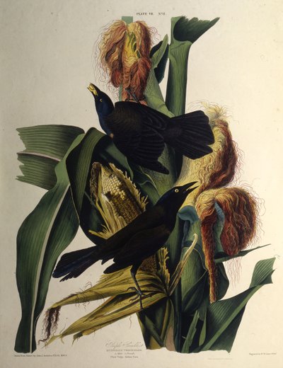 常见的gra。摘自《美国鸟类》，1827-1838年。 作者 约翰·詹姆斯·奥杜邦