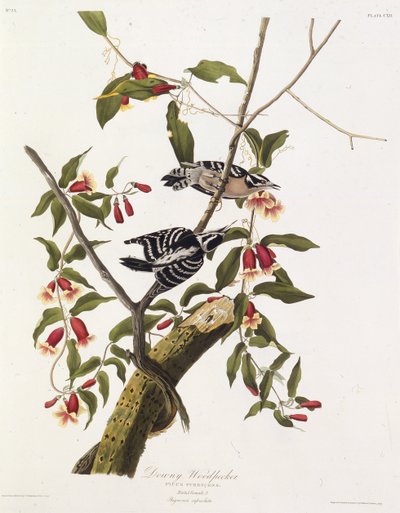 柔软的啄木鸟。摘自《美国鸟类》，1827-1838年。 作者 John James Audubon