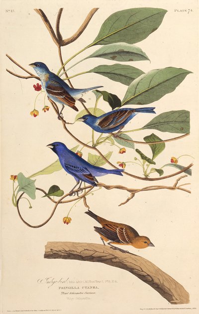 靛蓝鸟。摘自《美国鸟类》，1827-1838年。 作者 John James Audubon