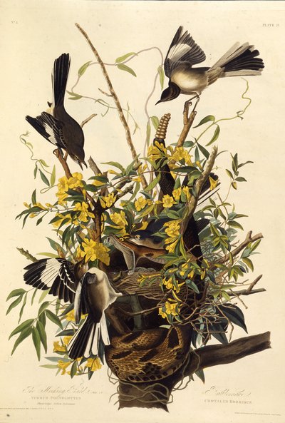 北部的知更鸟。摘自《美国鸟类》，1827-1838年。 作者 John James Audubon