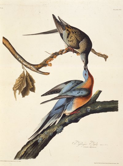 客运鸽。摘自《美国鸟类》，1827-1838年。 作者 John James Audubon