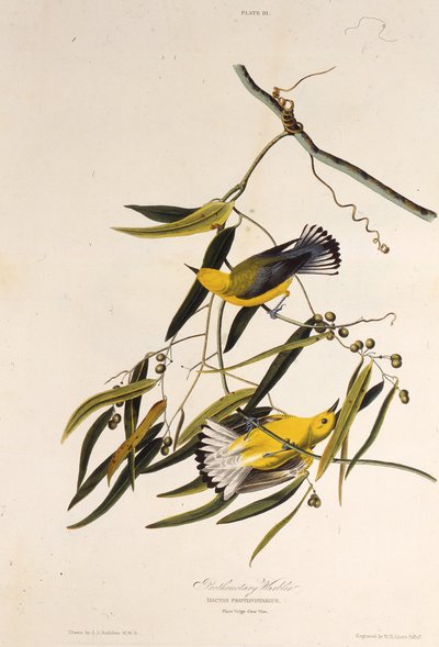 原知觉的鸣鸟。摘自《美国鸟类》，1827-1838年。 作者 约翰·詹姆斯·奥杜邦