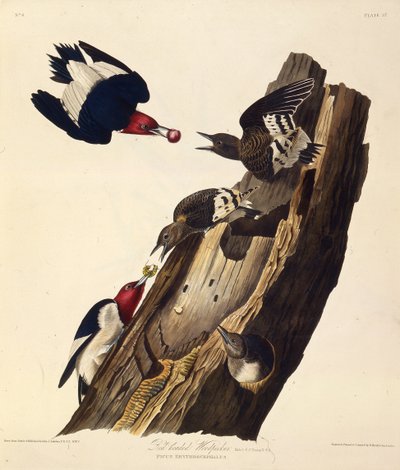 红头啄木鸟。摘自《美国鸟类》，1827-1838年。 作者 约翰·詹姆斯·奥杜邦