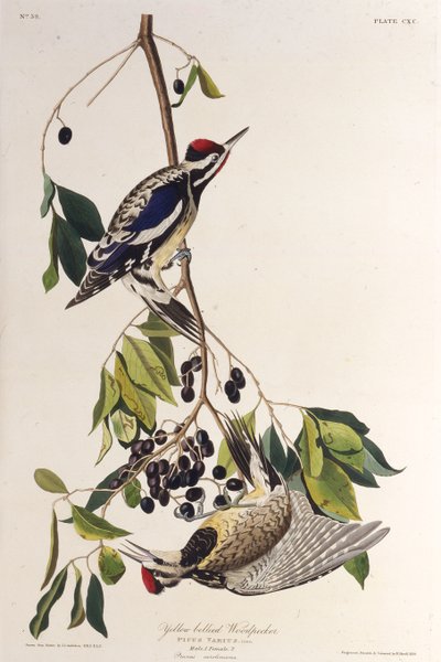 黄腹的啄木鸟。摘自《美国鸟类》，1827-1838年。 作者 约翰·詹姆斯·奥杜邦
