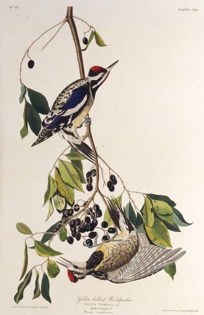 黄腹的啄木鸟。摘自《美国鸟类》，1827-1838年。 作者 约翰·詹姆斯·奥杜邦