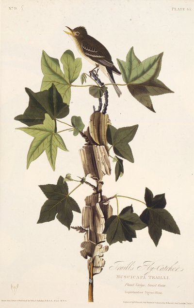 小道fly。摘自《美国鸟类》，1827-1838年。 作者 约翰·詹姆斯·奥杜邦