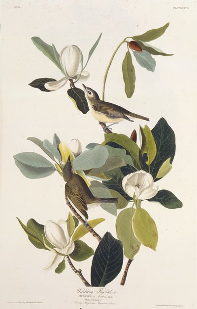 的捕蝇器。摘自《美国鸟类》，1827-1838年。 作者 John James Audubon
