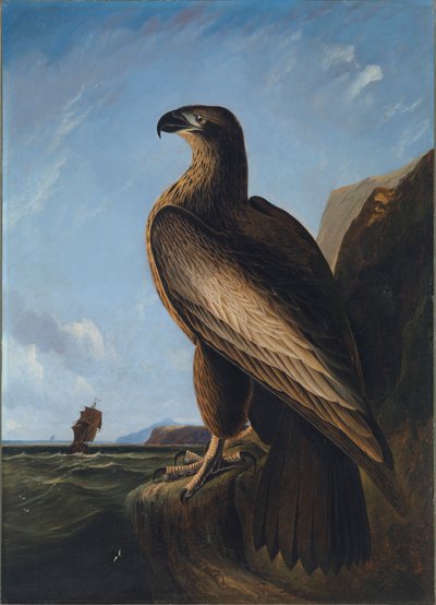 华盛顿海鹰，约1836-1839年。 作者 约翰·詹姆斯·奥杜邦