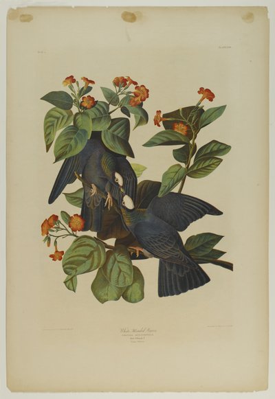 白头鸽，由Julien Bien印制，由Roe Lockwood＆Son出版，1861年（彩色石版画） 作者 John James Audubon
