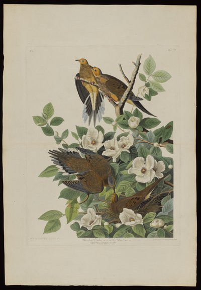 来自美国鸟类的Carolina Pigeon或Turtle Dove，由Robert Havell（1793-1878）雕刻 作者 John James after Audubon