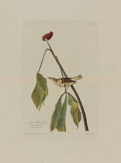 路易斯安那州的水鹅口疮，来自美国鸟类，由Robert Havell（1793-1878）镌刻 作者 奥杜邦之后的约翰·詹姆斯