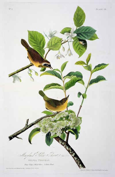 马里兰黄喉，来自美国鸟类，由Robert Havell（1793-1878）刻 作者 奥杜邦之后的约翰·詹姆斯
