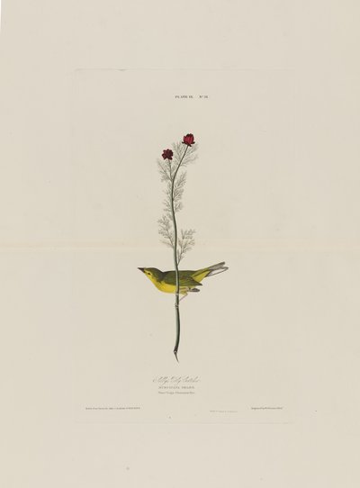 来自美国鸟类的Selbys Fly Catcher，由Robert Havell（1793-1878）镌刻 作者 奥杜邦之后的约翰·詹姆斯