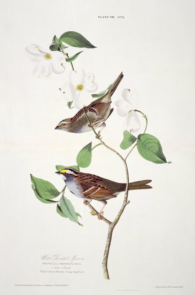 来自美国鸟类的白喉麻雀，由Robert Havell雕刻（1793-1878） 作者 John James after Audubon