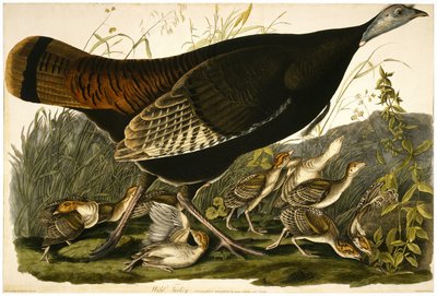 野生土耳其，由William Home Lizars（1788-1859）c.1827-32（编织纸上的手工彩色水印）雕刻而成 作者 奥杜邦之后的约翰·詹姆斯