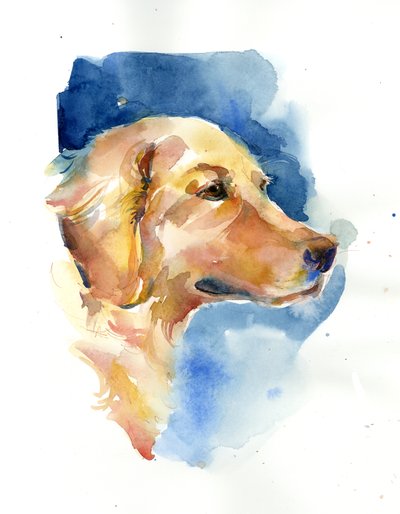 金毛猎犬，2015，（水彩画） 作者 John Keeling
