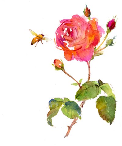 玫瑰与蜜蜂，2014年，（水彩） 作者 约翰·基林