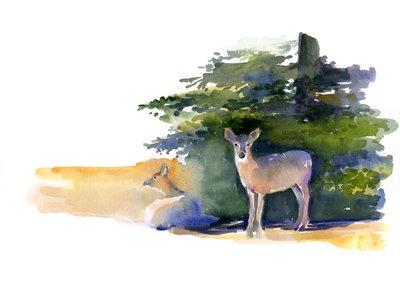 二鹿，2014，（水彩画） 作者 约翰·基林