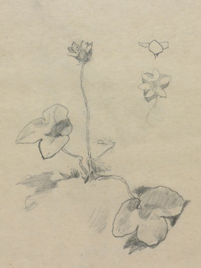 海葵 作者 约翰·拉法格