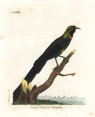 Arfak astrapia, Astrapia nigra (Gorget paradise bird, Paradisea gularis)。约翰-莱瑟姆根据他自己的《鸟类通史》绘制和雕刻的手绘铜版，温彻斯特 作者 约翰·莱瑟姆