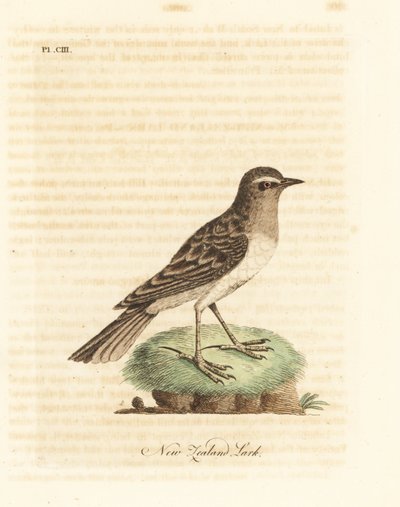 澳大利亚琵琶，Anthur novaeseelandiae（新西兰云雀，Alauda novae zealandiae）。约翰-莱瑟姆根据他自己的《鸟类通史》绘制和雕刻的手绘铜版，温彻斯特 作者 约翰·莱瑟姆