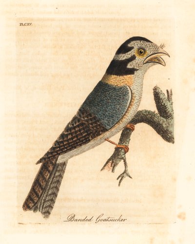 澳大利亚猫头鹰夜莺，Aegotheles cristatus或黄褐色蛙口，Podargus strigoides？(Banded goatsucker, Caprimulgus vittatus.) 约翰-莱瑟姆根据他自己的《鸟类通史》绘制和雕刻的手绘铜版，温彻斯特。 作者 约翰·莱瑟姆